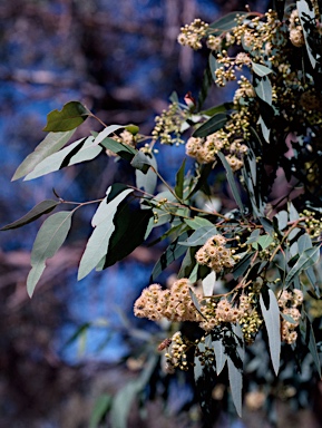 APII jpeg image of Eucalyptus rudderi  © contact APII