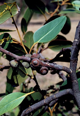 APII jpeg image of Eucalyptus serraensis  © contact APII