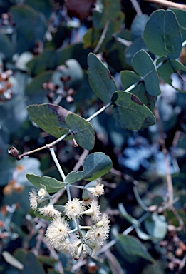 APII jpeg image of Eucalyptus shirleyi  © contact APII