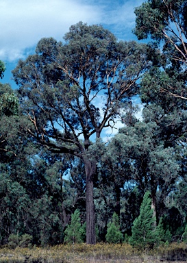 APII jpeg image of Eucalyptus sideroxylon  © contact APII