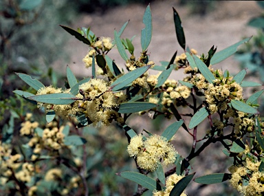 APII jpeg image of Eucalyptus socialis  © contact APII