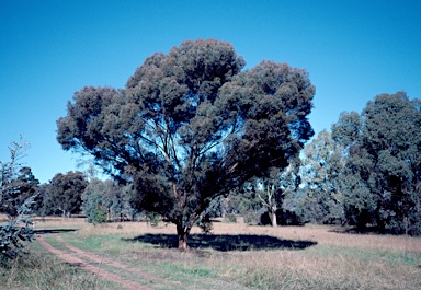 APII jpeg image of Eucalyptus spathulata  © contact APII