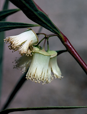 APII jpeg image of Eucalyptus synandra  © contact APII