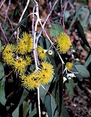 APII jpeg image of Eucalyptus woodwardii  © contact APII