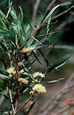 APII jpeg image of Eucalyptus xanthonema subsp. xanthonema  © contact APII