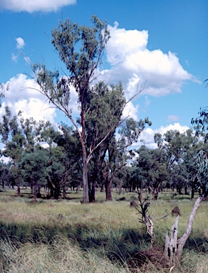 APII jpeg image of Eucalyptus ochrophloia  © contact APII