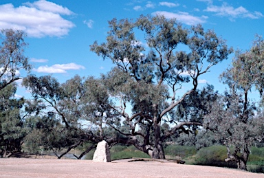 APII jpeg image of Eucalyptus coolabah  © contact APII