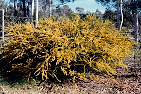 APII jpeg image of Acacia glandulicarpa  © contact APII