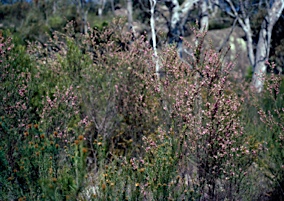 APII jpeg image of Boronia granitica  © contact APII