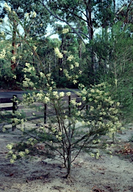 APII jpeg image of Acacia linifolia  © contact APII