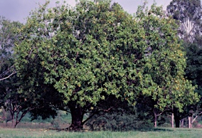 APII jpeg image of Olea paniculata  © contact APII