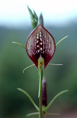 APII jpeg image of Cryptostylis erecta  © contact APII