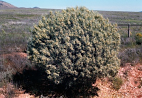 APII jpeg image of Eremophila oppositifolia subsp. oppositifolia  © contact APII