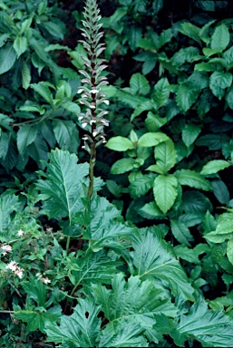 APII jpeg image of Acanthus mollis  © contact APII