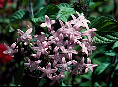 APII jpeg image of Pentas lanceolata  © contact APII