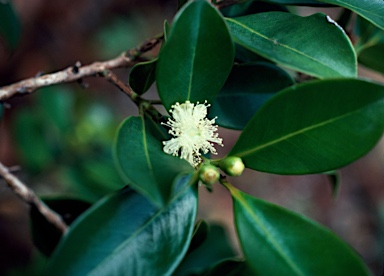 APII jpeg image of Psidium cattleyanum  © contact APII