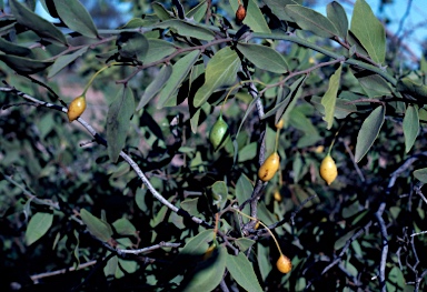 APII jpeg image of Capparis lasiantha  © contact APII