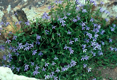 APII jpeg image of Lobelia membranacea  © contact APII