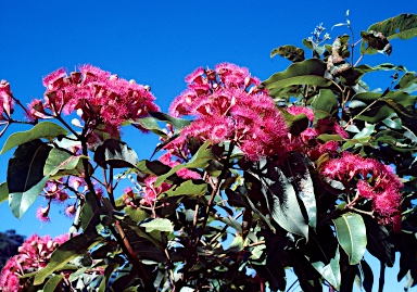 APII jpeg image of Corymbia ptychocarpa  © contact APII