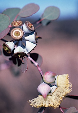 APII jpeg image of Eucalyptus orbifolia  © contact APII