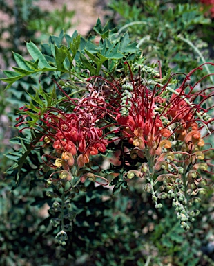 APII jpeg image of Grevillea bipinnatifida  © contact APII