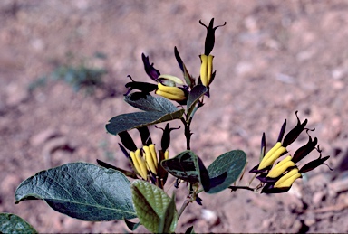 APII jpeg image of Kennedia nigricans  © contact APII