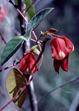 APII jpeg image of Kennedia rubicunda  © contact APII