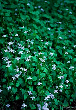 APII jpeg image of Lobelia trigonocaulis  © contact APII