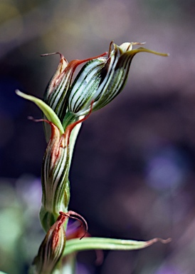 APII jpeg image of Pterostylis recurva  © contact APII