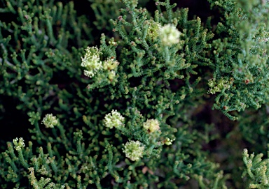 APII jpeg image of Melaleuca microphylla  © contact APII