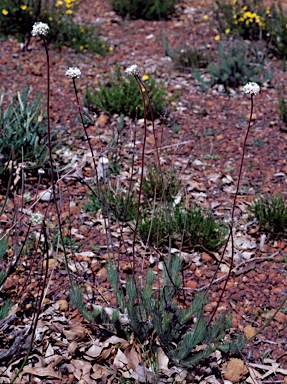 APII jpeg image of Conospermum densiflorum  © contact APII