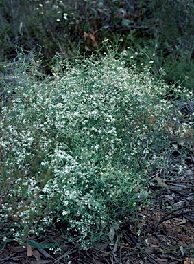 APII jpeg image of Conospermum flexuosum  © contact APII