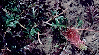 APII jpeg image of Grevillea 'Copper Crest'  © contact APII