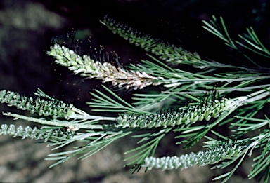 APII jpeg image of Grevillea hookeriana  © contact APII