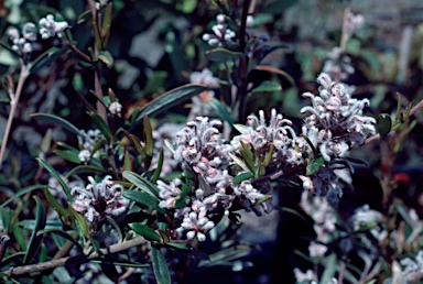 APII jpeg image of Grevillea occidentalis  © contact APII