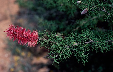 APII jpeg image of Grevillea paradoxa  © contact APII