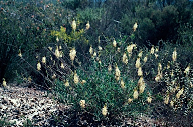 APII jpeg image of Grevillea rudis  © contact APII