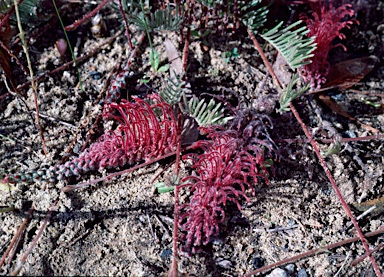 APII jpeg image of Grevillea thyrsoides  © contact APII