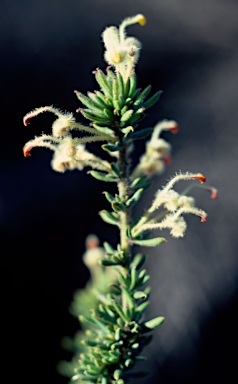 APII jpeg image of Grevillea uncinulata  © contact APII