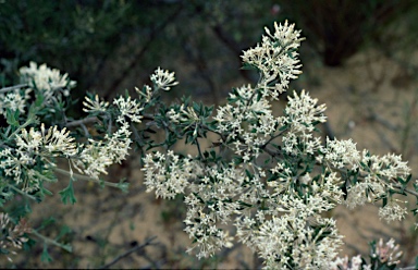 APII jpeg image of Grevillea vestita subsp. isopogoides  © contact APII