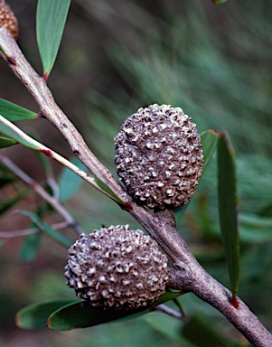 APII jpeg image of Hakea pandanicarpa  © contact APII