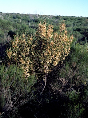 APII jpeg image of Hakea platysperma  © contact APII