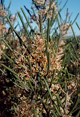 APII jpeg image of Hakea platysperma  © contact APII