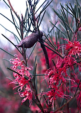 APII jpeg image of Hakea verrucosa  © contact APII