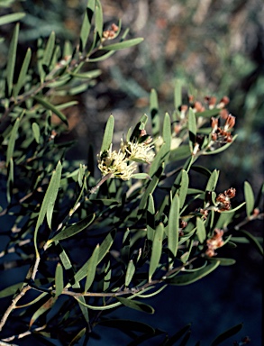 APII jpeg image of Hakea cygna subsp. cygna  © contact APII