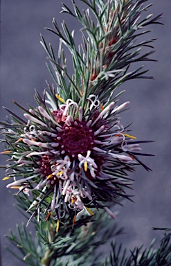 APII jpeg image of Isopogon asper  © contact APII