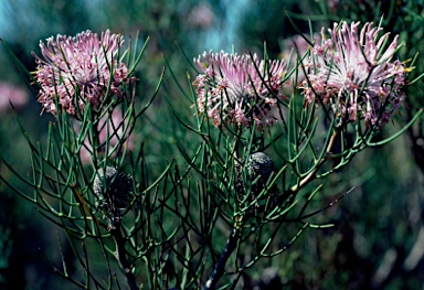 APII jpeg image of Isopogon divergens  © contact APII