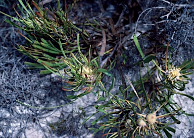 APII jpeg image of Isopogon polycephalus  © contact APII