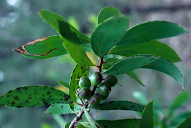 APII jpeg image of Persoonia levis  © contact APII