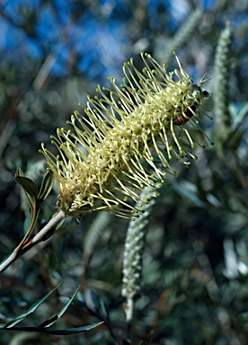 APII jpeg image of Grevillea sessilis  © contact APII